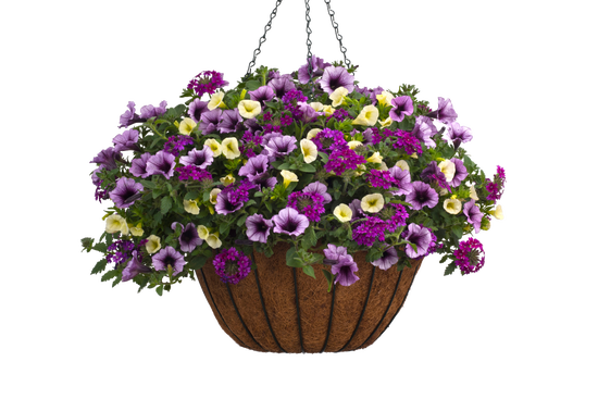 Wine Country - Hanging Basket Kit - LandscapeDirect