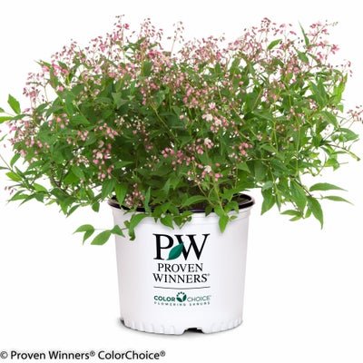 Yuki Cherry Blossom Deutzia x - LandscapeDirect